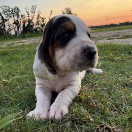 Blue lace ear - Black brown and white male Basset Hound puppy in Douglas, Georgia from Huffer Hounds and Havanese