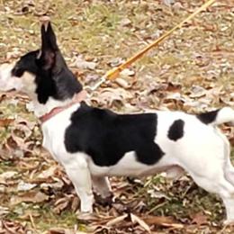 Harris - Teddy Roosevelt Terrier