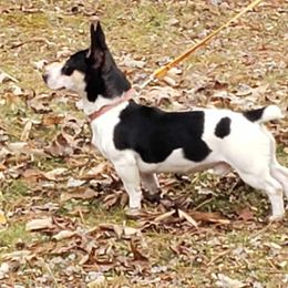 Harris - Teddy Roosevelt Terrier