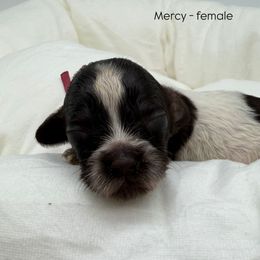 Mercy - Chocolate female Australian Labradoodle puppy in Denton, Texas from Liberty Hill Labradoodles