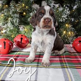 Joy - Liver white and tan female English Springer Spaniel puppy in Barnstead, New Hampshire from C & S Farms