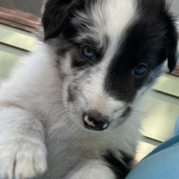 Creekside Collies Blue Chalcedony - Old Time Scotch Collie puppy in Austin, Texas from Creekside Collies