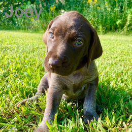 Joey - Liver roan male German Shorthaired Pointer puppy in Spring Valley, Wisconsin from Filipiak Breeders