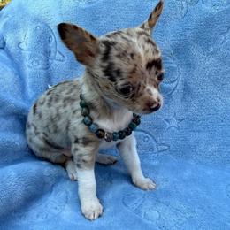 Chanel AKC (runt) lilac - Merle female Chihuahua puppy in Seneca, Missouri from Stephanie’s Puppy Colony