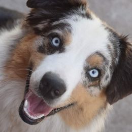 RUBY - Australian Shepherd