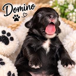 Domino - Black and white male Cavapoo puppy in Cooper City, Florida from Jenny La Bone