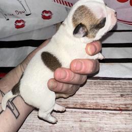 Aspen - Sable spotted white female Chihuahua puppy in Palmyra, Indiana from Country Star Chihuahuas