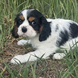 Cavalier King Charles Spaniel Puppies from Queen City Cavaliers