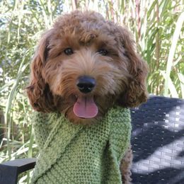 Goldendoodles from Littledoodles2love