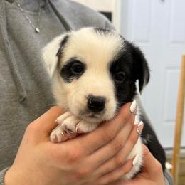 Yellow - Black and white female Border Collie puppy in Tallmadge, Ohio from Premier Dobermans