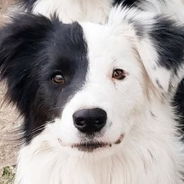 Border Collies from Echowyn Border Collies