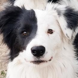 Border Collies from Echowyn Border Collies