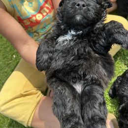 Bouvier des Flandres and Havanese Puppies from Beulah Bouviers and Havanese