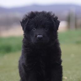 German Shepherd Puppies from Bergerhaus German Shepherds