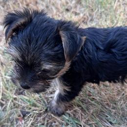 Katy-Blue - Black and tan female Yorkshire Terrier puppy in Lampasas, Texas from Lone Star Yorkies Texas