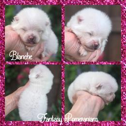 Blanche - White female Pomeranian puppy in Anna, Texas from Fantasy Pomeranians & Fantasy Aussies