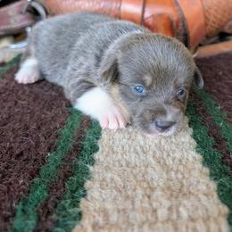 Diana Barry - Gray and white female American Corgi puppy in Paden, Oklahoma from Sunray Ranch