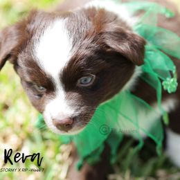 Australian Shepherd, Miniature American Shepherd, Miniature Australian Shepherd, and Toy Australian Shepherd Puppies from TK Standard, Mini, & Toy Aussies