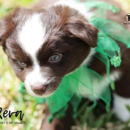 Australian Shepherd, Miniature American Shepherd, Miniature Australian Shepherd, and Toy Australian Shepherd Puppies from TK Standard, Mini, & Toy Aussies