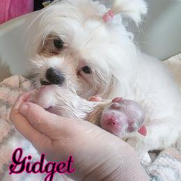 Gidget - White female Mal-Shi puppy in Belleville, Michigan from Michigan Maltese Puppies