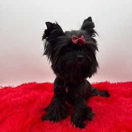 Kai - Yorkshire Terrier