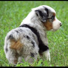 Miniature Australian Shepherds and Toy Australian Shepherds from Faith Farms Mini Aussies