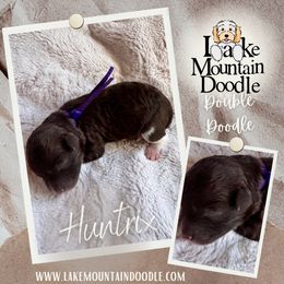 Huntrix - Chocolate female Double Doodle puppy in Eagle Mountain, Utah from Lake Mountain Doodle