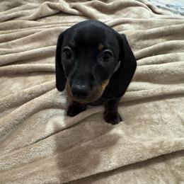 Black and tan boy 2 - Black and tan male Dachshund puppy in Galax, Virginia from Va mini dachshunds