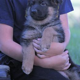 German Shepherd Puppies from Valiant Shepherds