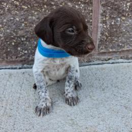 Boy 2 - male German Shorthaired Pointer puppy in Potosi, Wisconsin from Point and Flush Gun Dogs