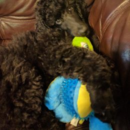 Poodle Puppies from Figz Poodles