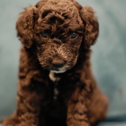 Poodle Puppies from Reuter Clan Poodles