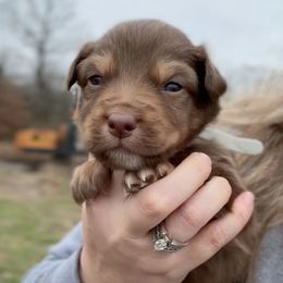 Lloyd - Red tri-color male Australian Shepherd puppy in Nicholasville, Kentucky from Sugar Creek Aussies