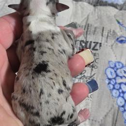 Diamond - Merle female Chihuahua puppy in Amity, Pennsylvania from Baxters Chihuahuas