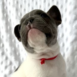 French Bulldogs from Hudson Valley Frenchies