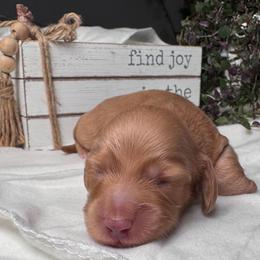 Pita - Red male Dachshund puppy in Hazlehurst, Georgia from DrakeFire Dachshunds