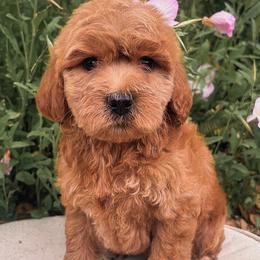 Sweetie - Red  female Goldendoodle puppy in Temecula, California from Country Hills Doodles