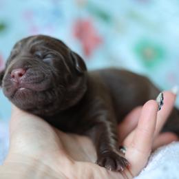 Oakley - Chocolate male Labrador Retriever puppy in Williamston, South Carolina from Dutton Dog Co & Dalla Grazia Doberman