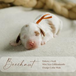 Beechnut - Parti male Goldendoodle puppy in Hiddenite, North Carolina from Rose and Reid Doodles