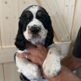 Girl 2 - Black white and tan female English Springer Spaniel puppy in Godley, Texas from Legacy Springer Spaniels