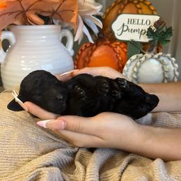 Girl 3 - Black female Poodle puppy in Calimesa, California from Teakwood Poodles of SoCal