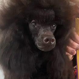 Huck - Poodle