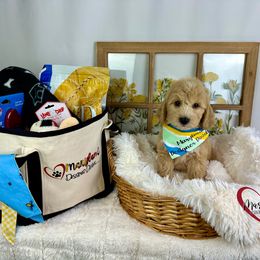 Goldendoodle Puppies from Maryland Designer Doodles