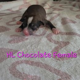 Chocolate Female - Chocolate female Chinese Crested puppy in Amarillo, Texas from Lone Star Chinese Cresteds by Kim