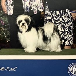 Paisley - Havanese