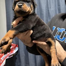 Boy 1 - Black and mahogany male Rottweiler puppy in Detroit, Michigan from Dark Storm Kennels