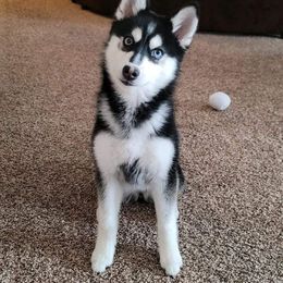 Pomsky Puppies from SZ Rolling Acres LLC