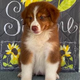 Girl 1 - female Australian Shepherd puppy in San Antonio, Texas from Small Time Ranch