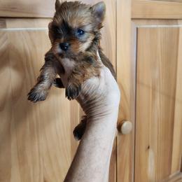 Autum - Gold female Yorkshire Terrier puppy in Sidney, Ohio from Little Yorkie World