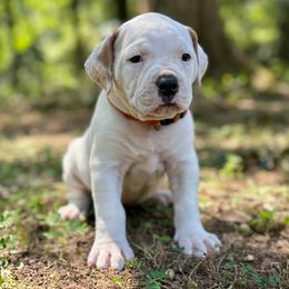 Girl 2 - White female American Bulldog puppy in Pace, Florida from Genesis American Bulldogs
